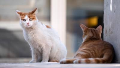 PETA fordert Katzenschutzverordnung