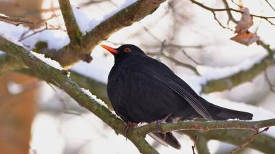 „Stunde der Wintervögel“ - so sieht das Ergenis aus