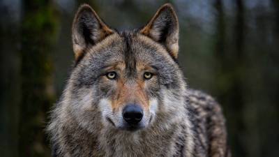 Neuer Wolfsmanagementplan für RLP