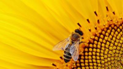 Bienenfreundliches Hessen