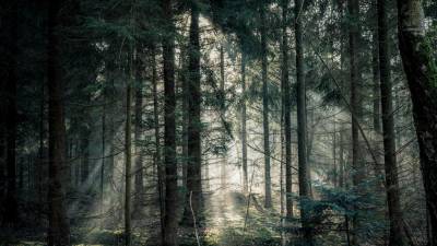 Waldzustandsbericht vorgestellt