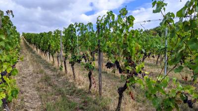 Die Weinregion noch mehr erleben