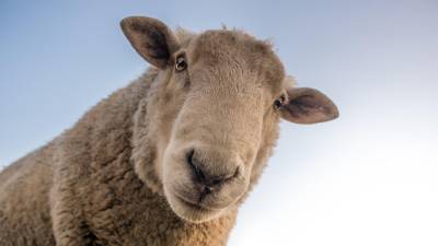 Schafe gestohlen