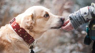 Wiesbaden: Keine Hundesteuer für Tierheimhunde