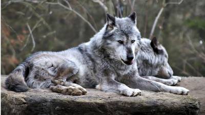 Rüdesheimer Wolfsrudel breitet sich aus