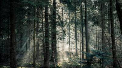 Waldzustandsbericht vorgestellt