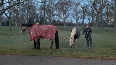 Polizeibeamte mit Pferden