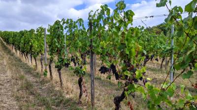 Weinproduktion zieht nach Corona an!