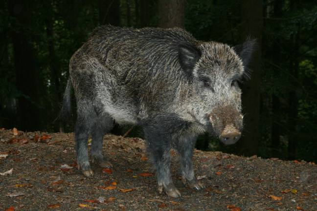 Polizei liefert sich Verfolgungsjagd mit Wildschweinrotte