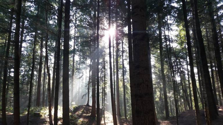 Hessen will Bannwälder besser schützen