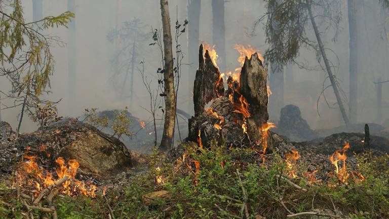 Hessen: Waldbrandrekord - 125 Hektar abgebrannt