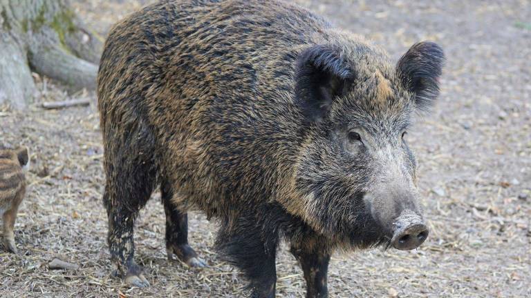 Wildschwein in Rüsselsheim erschossen