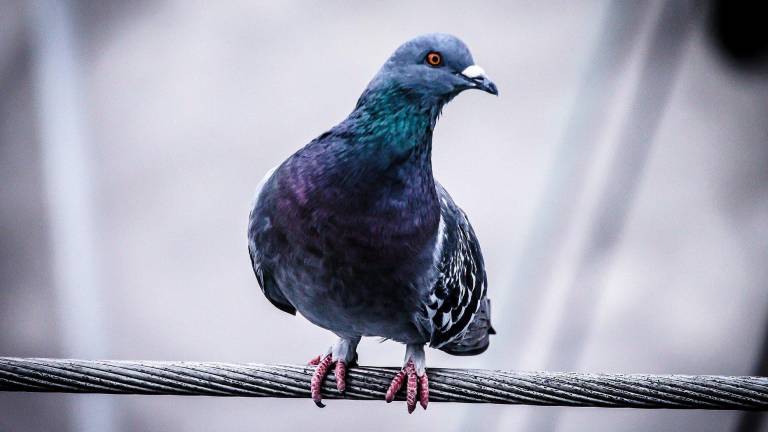Tierschutzbund zu vergifteten Tauben