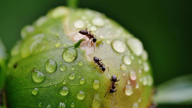 Ameisen können auch unter Einsamkeit leiden