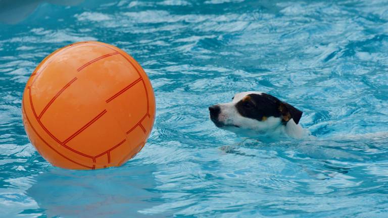 Hundeschwimmtag im Taubertsbergbad
