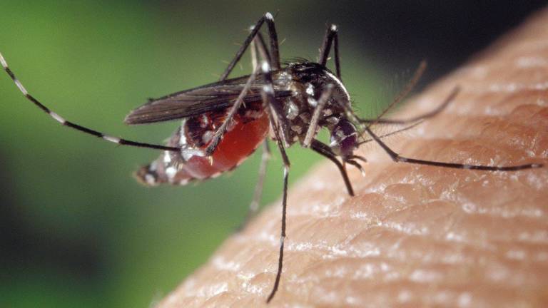 Tipps gegen Stechmücken