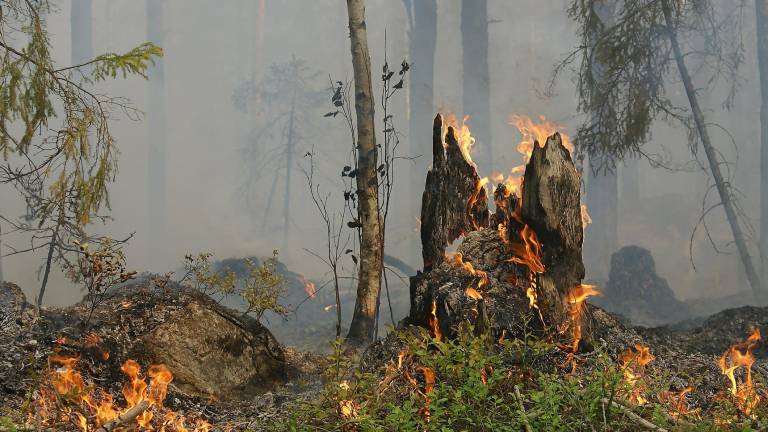 Hessen ruft wegen hoher Waldbrandgefahr erste Alarmstufe aus