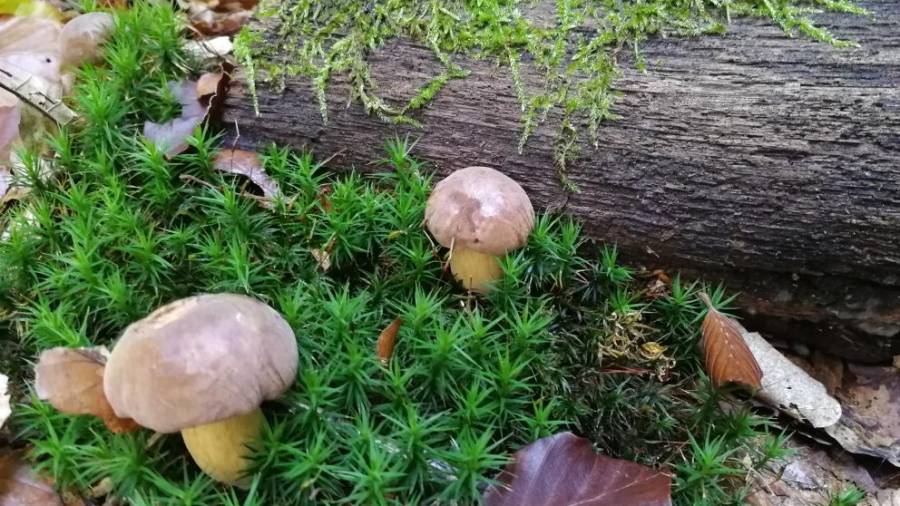 Pilze suchen im Wald