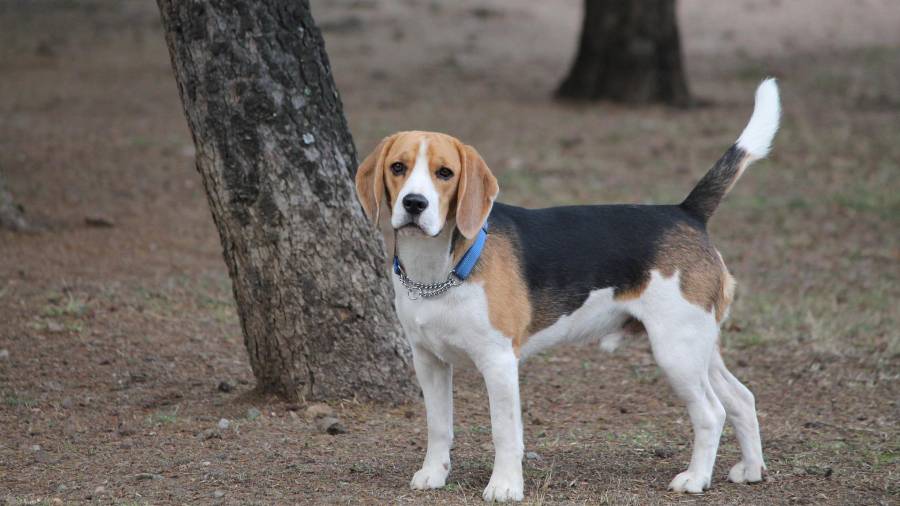 c ) Beagle