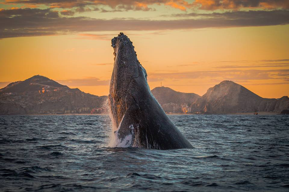 Hin und weg! - Die Reiseshow 4 Los Cabos Whale Watching 6 Copyright Los Cabos Tourism Board