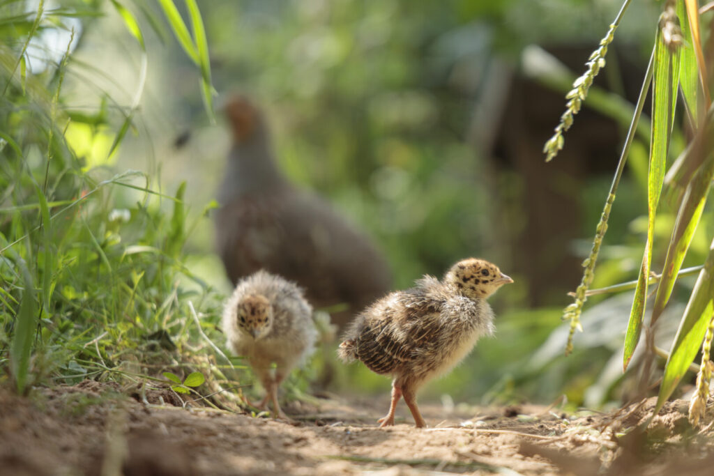 Junge Rebhühner - Foto: Hermann Hirsch